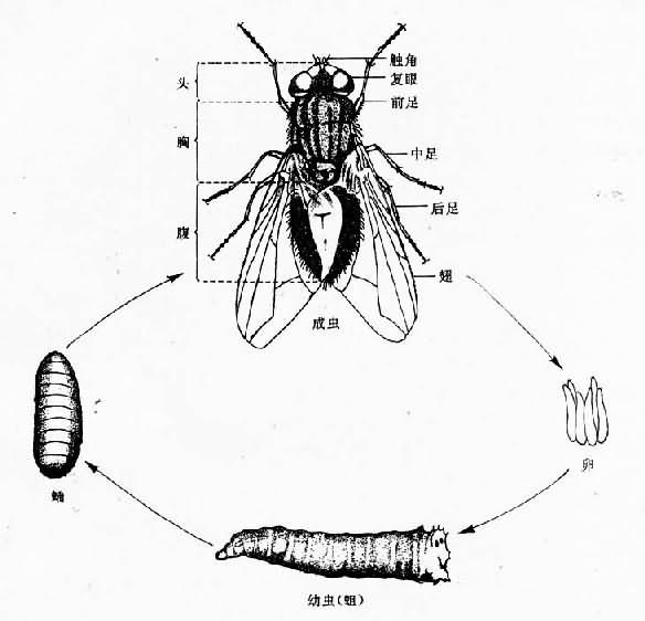 蝇生活史