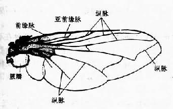 蝇翅