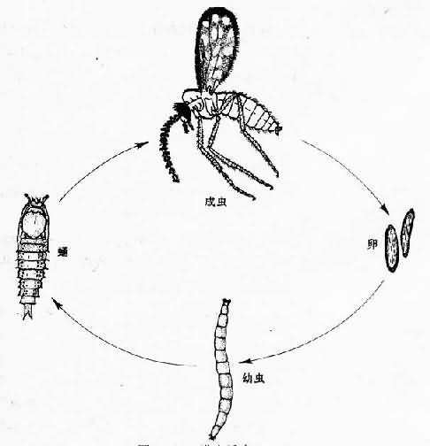 蠓生活史