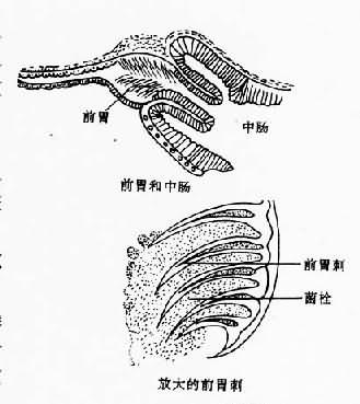 蚤的消化器官