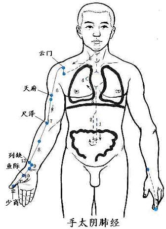 手太阴肺经