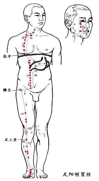 足阳明胃经