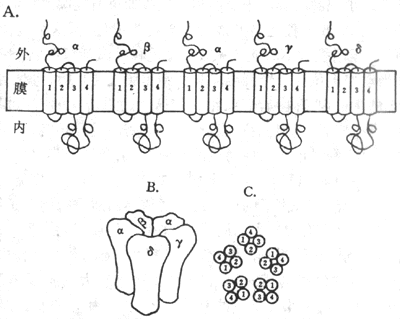 N-型Ach门控通道的分子结构示意图