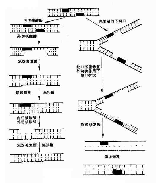 SOS修复