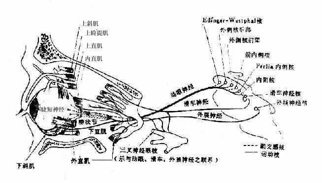 眼球运动神经