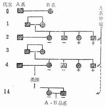 Snell培育IR系小鼠的方法