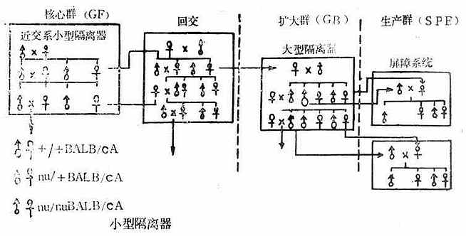 裸鼠生产制度