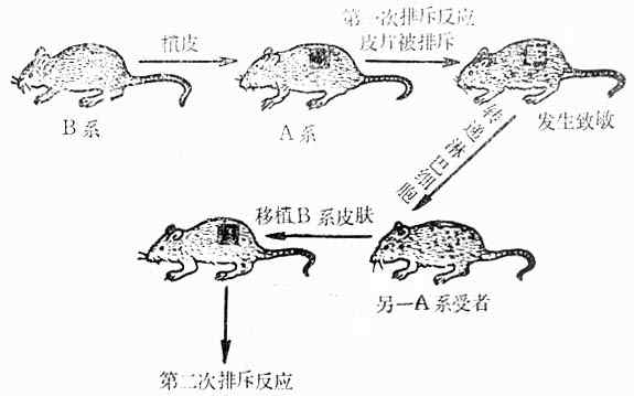 第一次排斥反应及第二次排斥反应