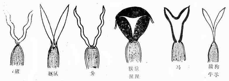 常用实验动物子宫类型