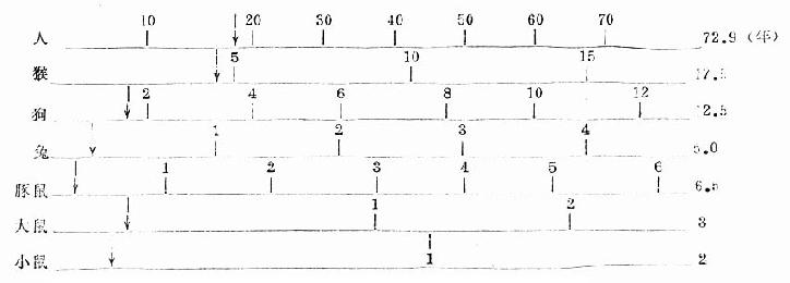 各种动物平均寿命的相应时期↓符号表示动物的成年时期