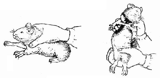 豚鼠的抓取固定方法