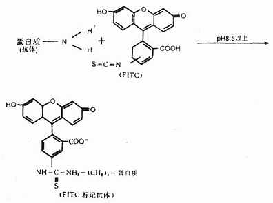 抗体的FITC标记反应式 