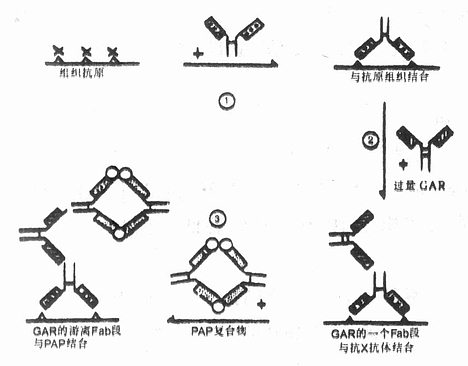 PAP法主要染色步骤 