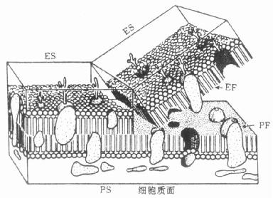 生物膜分子的流动镶嵌模型及冷冻断裂面图解 