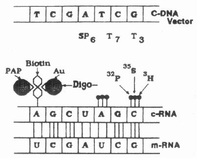 示cDNA转录为cRNA 