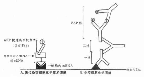 原位杂交细胞化学与免疫细胞化学结合法 