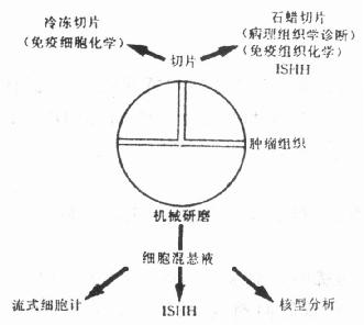 肿瘤组织处理流程图 