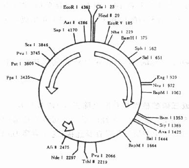  pBR322的基本结构