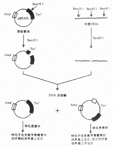 pBR322克隆DNA片段的程序 