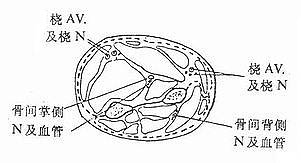 前臂掌侧和背侧筋膜间室