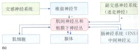 图示肌间神经丛和粘膜下神经丛