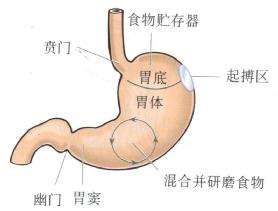 胃及其不同部位划分