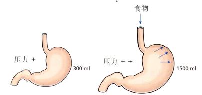 上端胃容受性舒张，容纳膳食和防止胃内压力突然升高