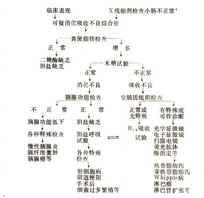 消化吸收不良综合征诊断步骤