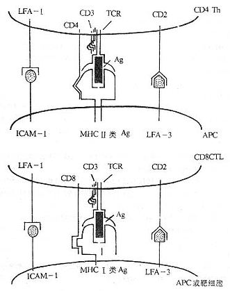 参与T细胞对靶细胞识别的分子（模式图）