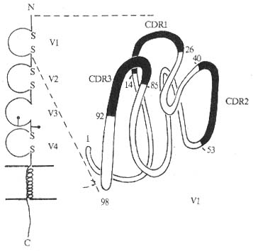 CD4分子结构模式图