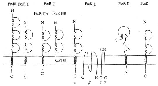 FcγR、FcαR和FcεR结构示意图