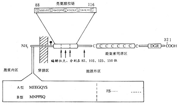 CD23分子结构模式图