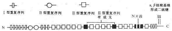 纤粘连蛋白分子结构模式图