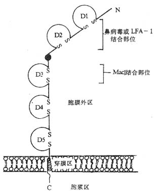 ICAM-1分子的结构（模式图）