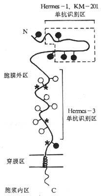 CD44分子的结构