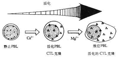 淋巴细胞活化后LFA-1分子分布状态的改变