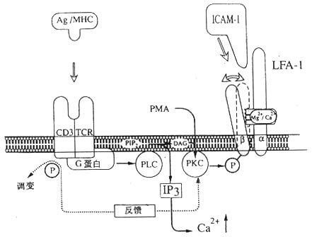 LFA-1介导细胞粘附调节的模式图