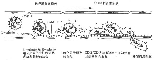 中性粒细胞粘附、穿越血管内皮细胞过程的模式图