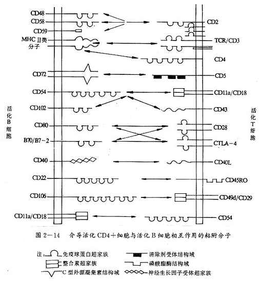 介导活化CD4+细胞与活化B细胞相互作用的粘附分子