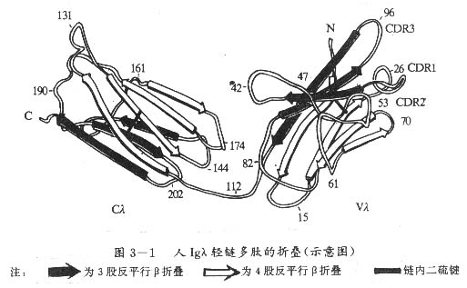 人Igλ轻链多肽的折叠（示意图）