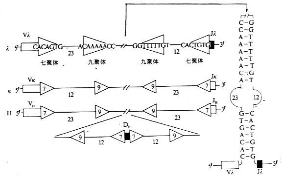 参与Ig基因重排组酶识别的DNA序列