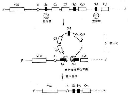 Ig类型转换缺失模型