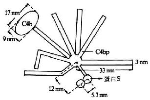 C4bp的结构（模式图）