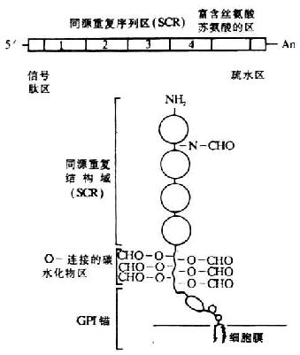 DAF cDNA和其膜糖蛋白的结构