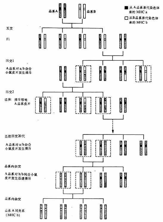 同类系小鼠培育的方法