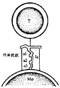 决定基选择模型