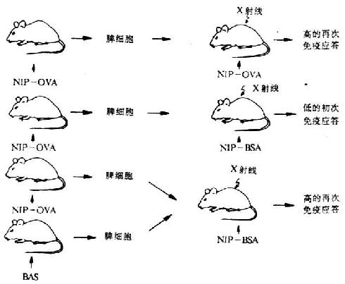 载体效应的过继转移试验（Mitchison）