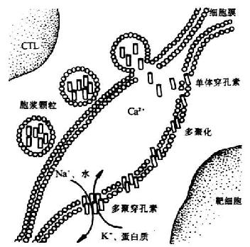 CTL释放穿孔素杀伤靶细胞机理示意图