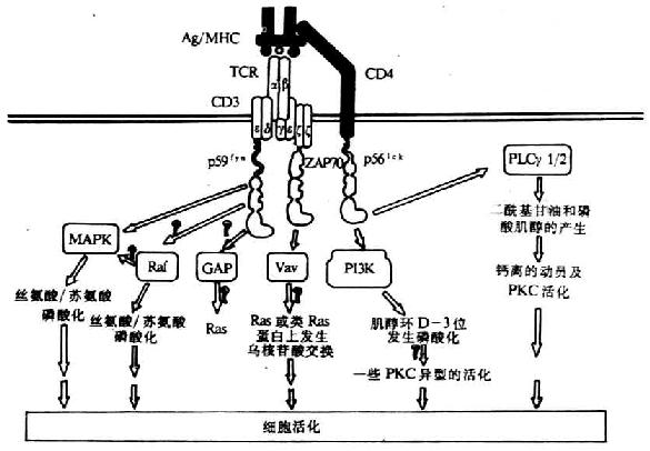 TCR同抗原结合后所引起的PTKs底物磷酸化