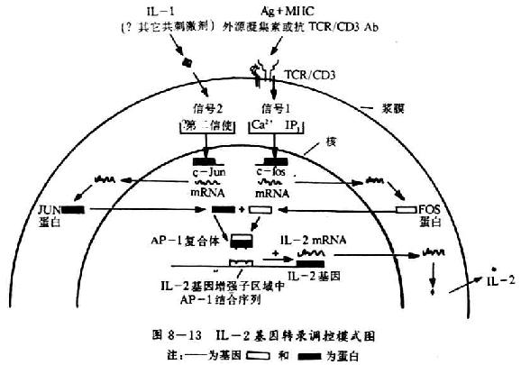 IL-2基因转录调控模式图